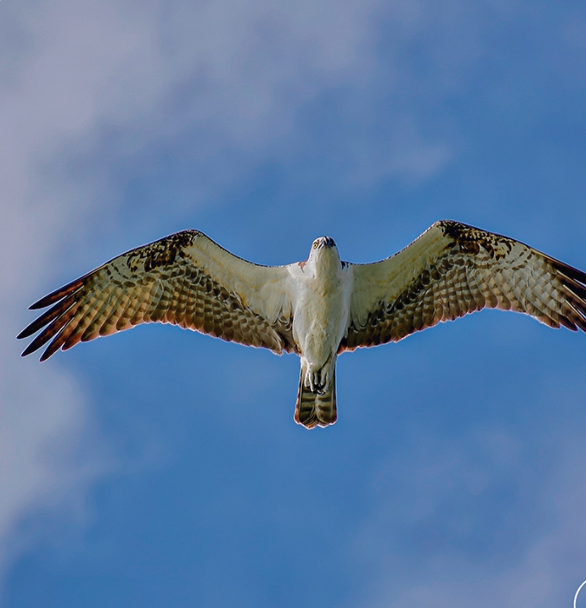 Osprey — Pandion haliaetus