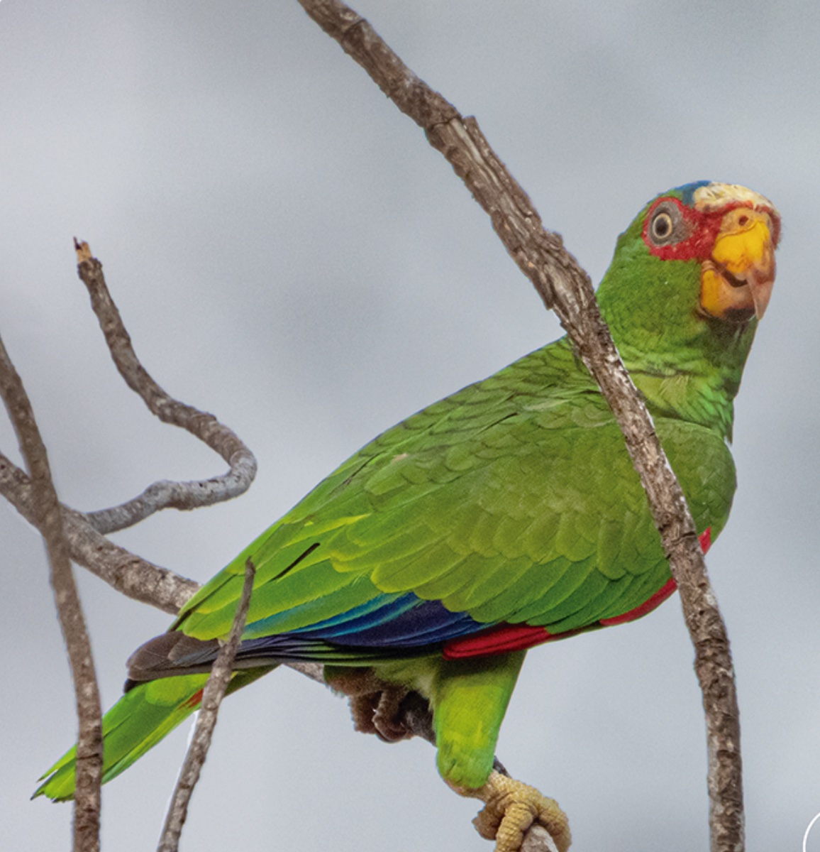 White-fronted parrot — Amazona albifrons