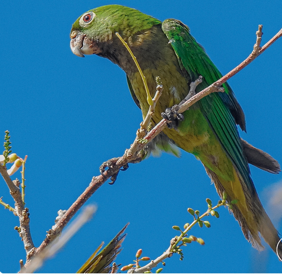 Olive-throated parakeet — Eupsittula nana