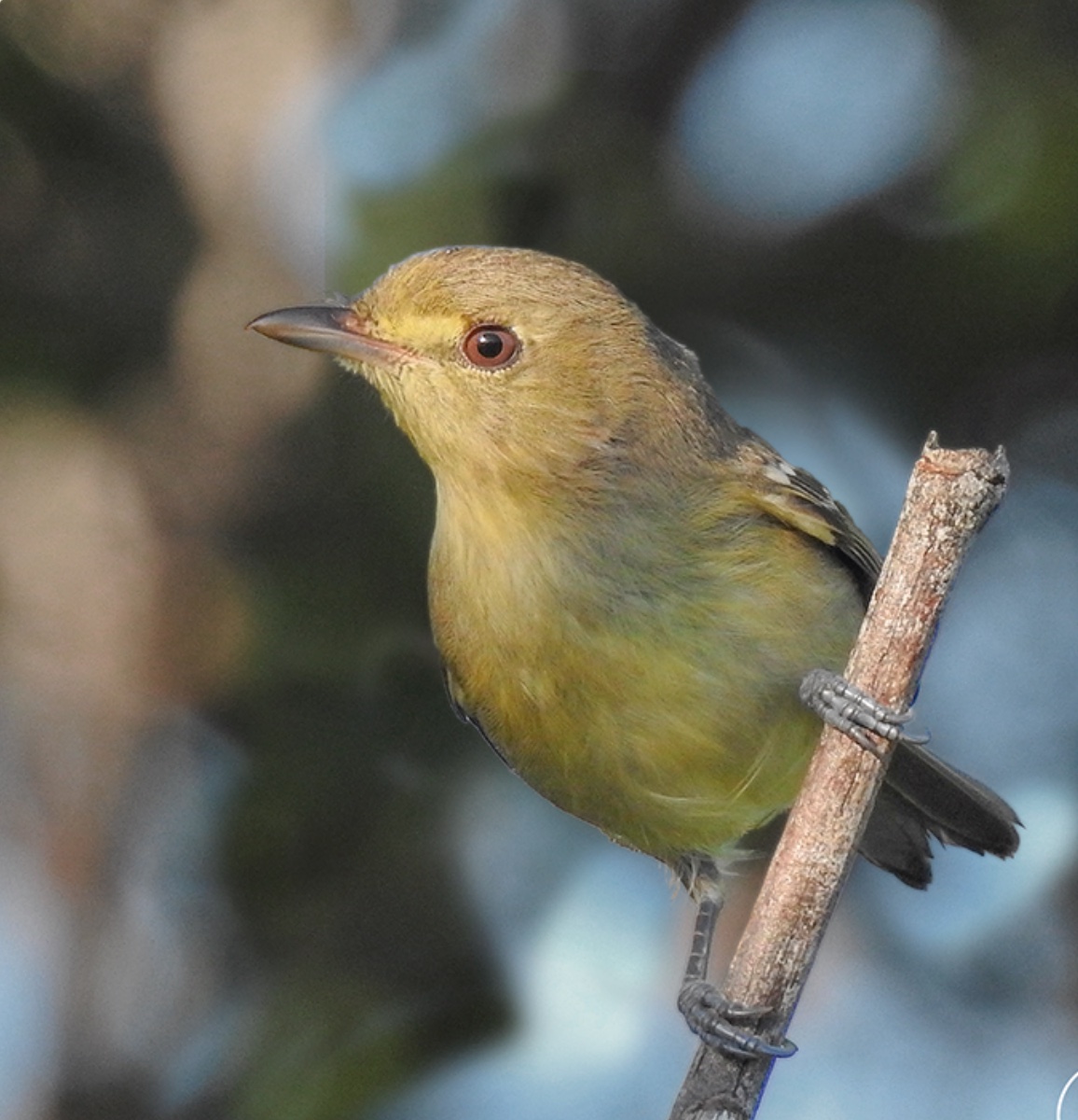 Mangrove vireo — Vireo pallens