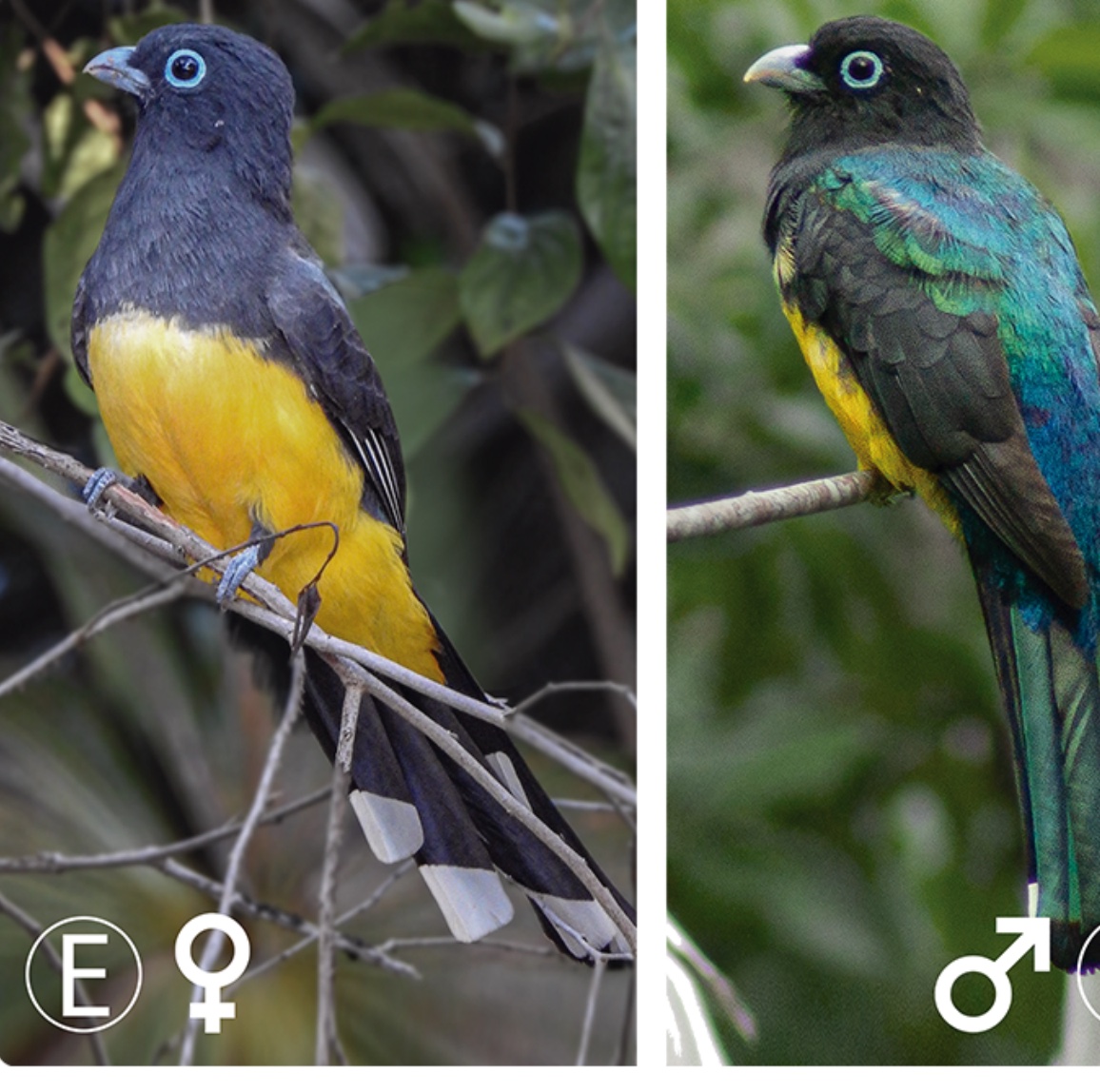 Black-headed trogon — Trogon melanocephalus