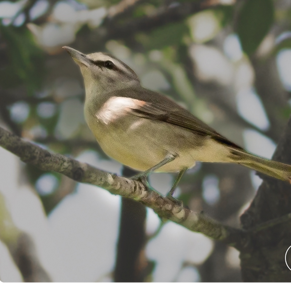 Yucatan vireo — Vireo magister