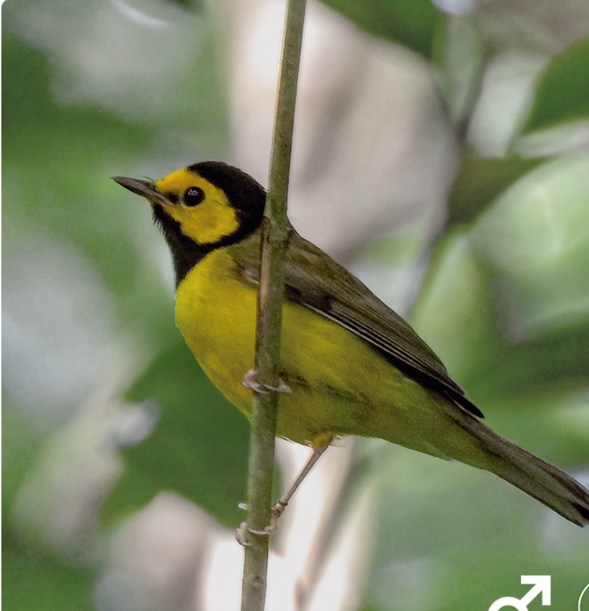 Hooded warbler — Setophaga citrina