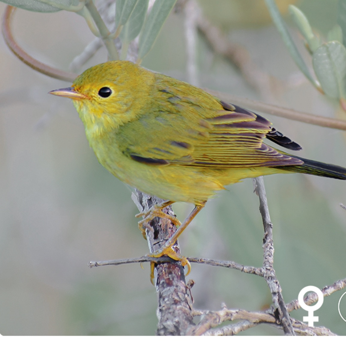 Yellow warbler — Setophaga petechia