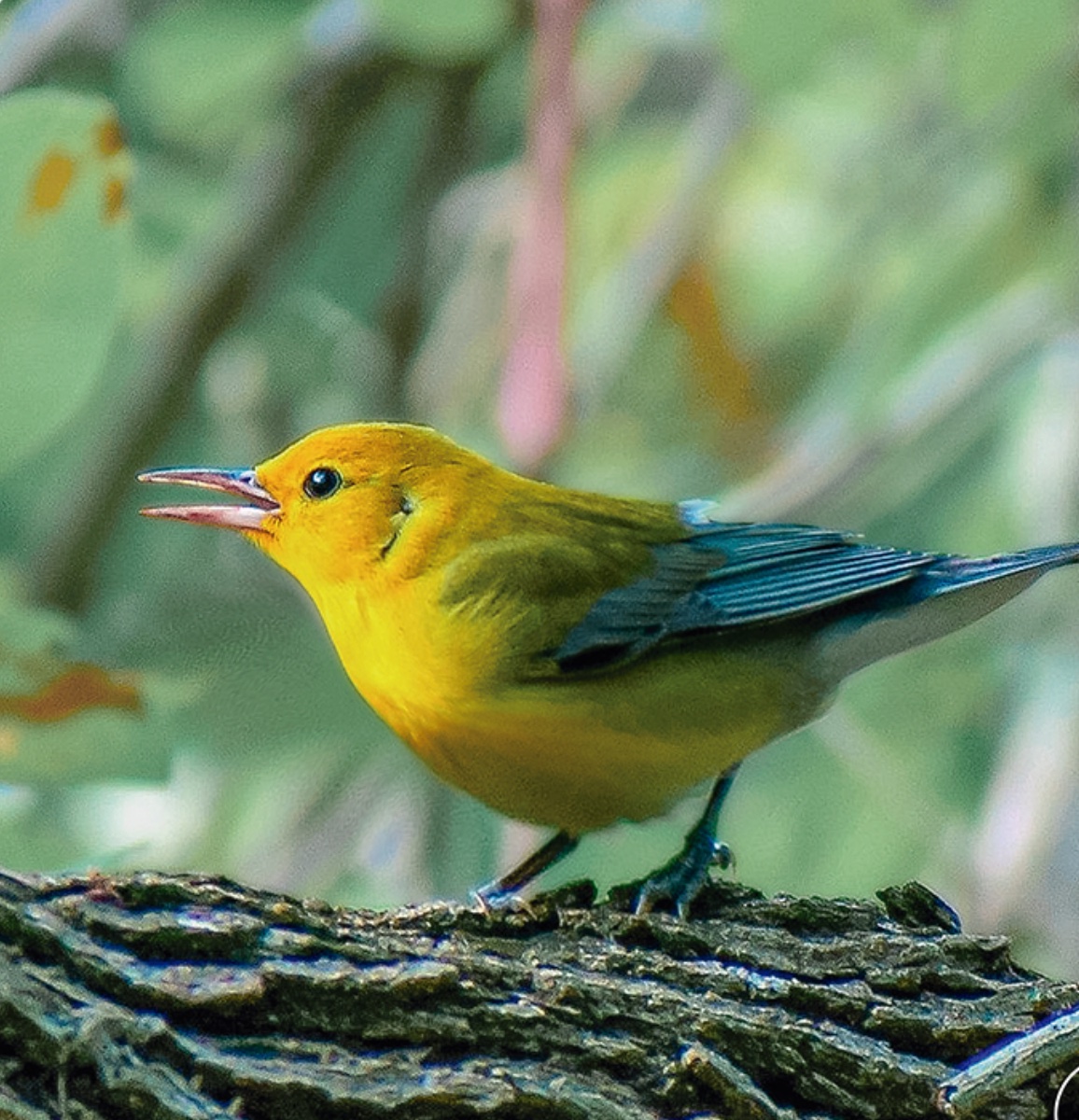 Prothonotary warbler — Protonotaria citrea