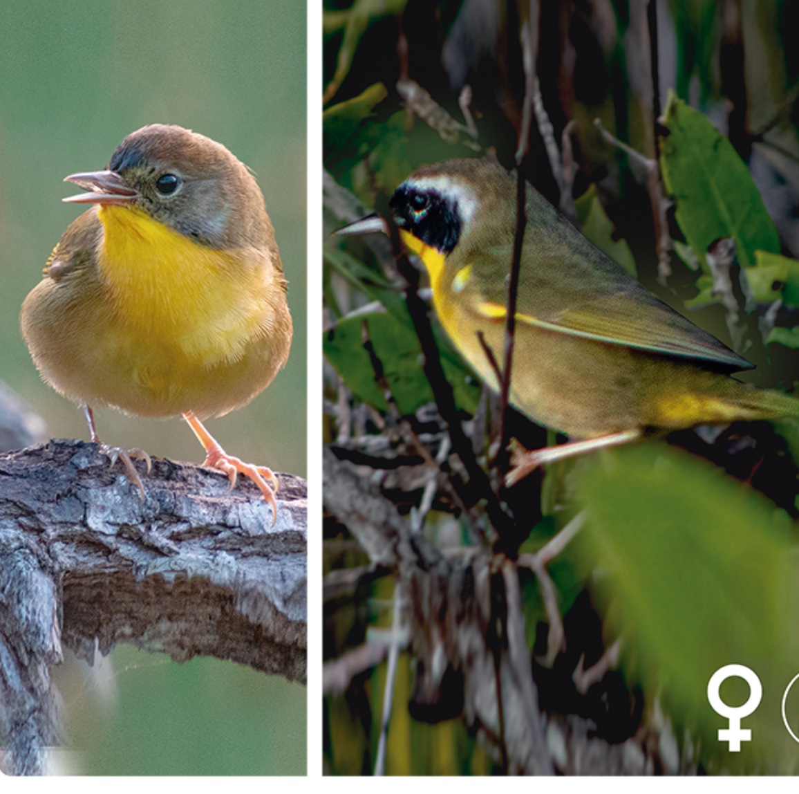 Common yellowthroat — Geothlypis trichas