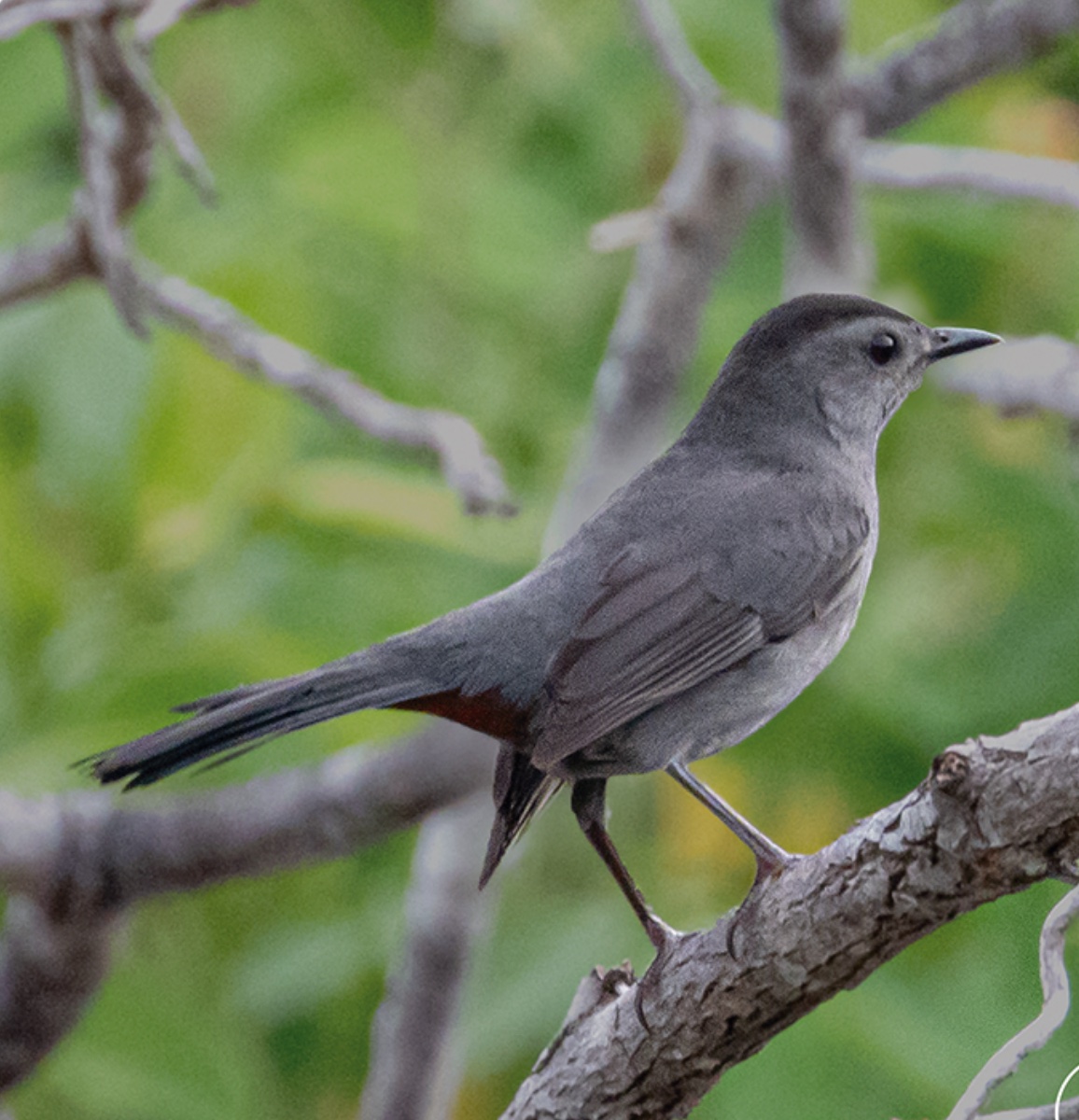 Gray catbird — Dumetella carolinensis