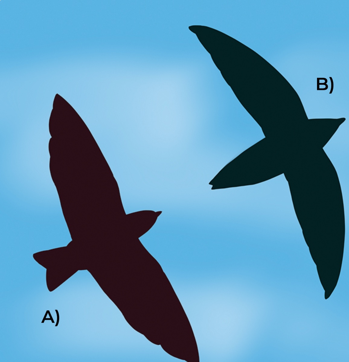 Swallows & swifts — Stelgidopteryx sp. · Chaetura sp.