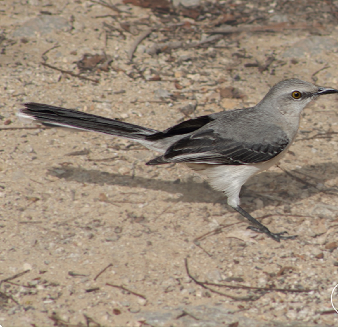 Tropical mockingbird — Mimus gilvus