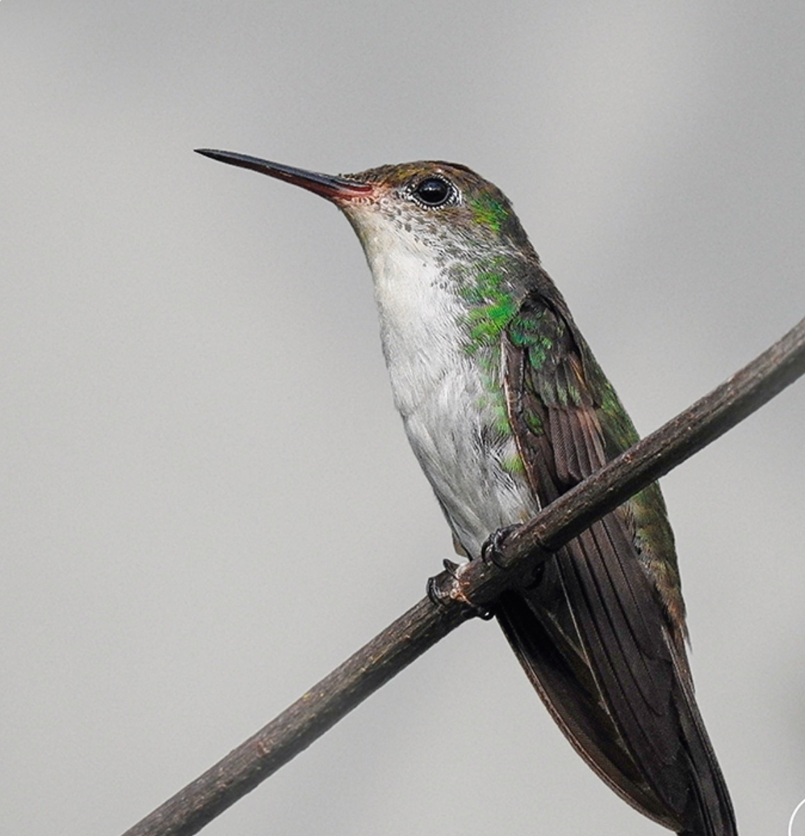 White-bellied emerald — Chlorestes candida