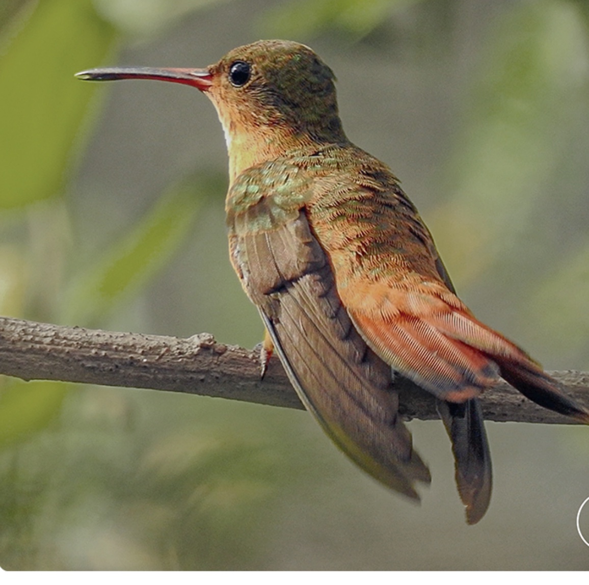 Cinnamon hummingbird — Amazilia rutila