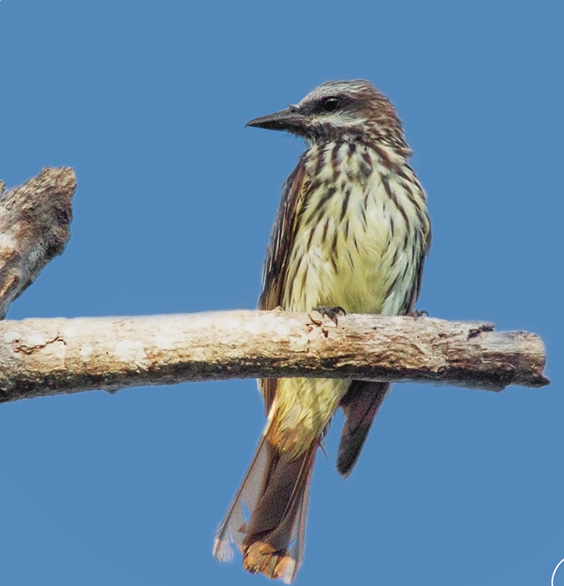 Sulphur-bellied flycatcher — Myiodynastes luteiventris