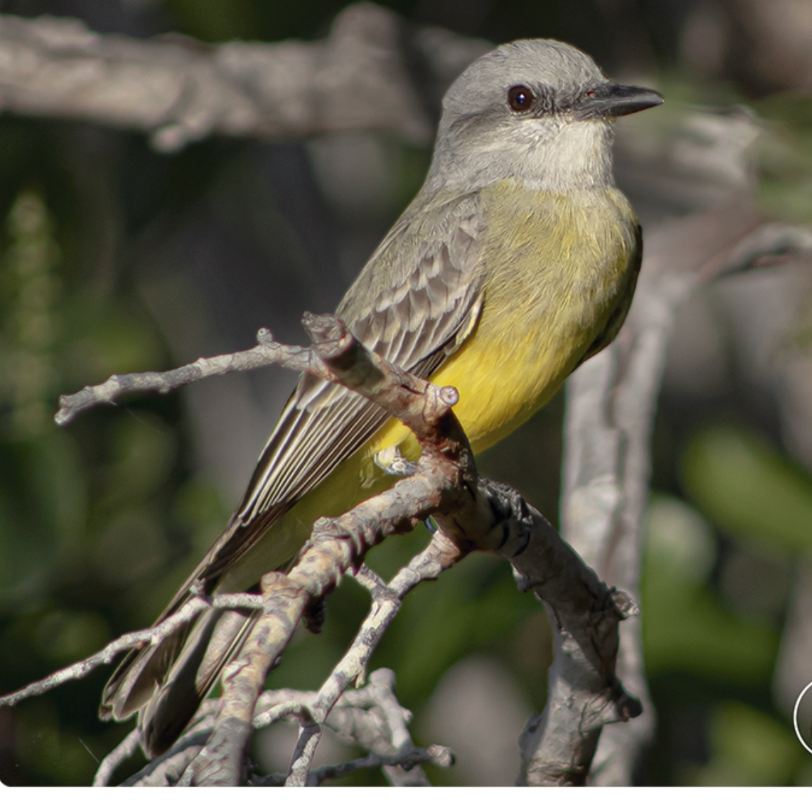 Tropical / Couch's kingbird — Tyrannus melancholicus · T. couchii