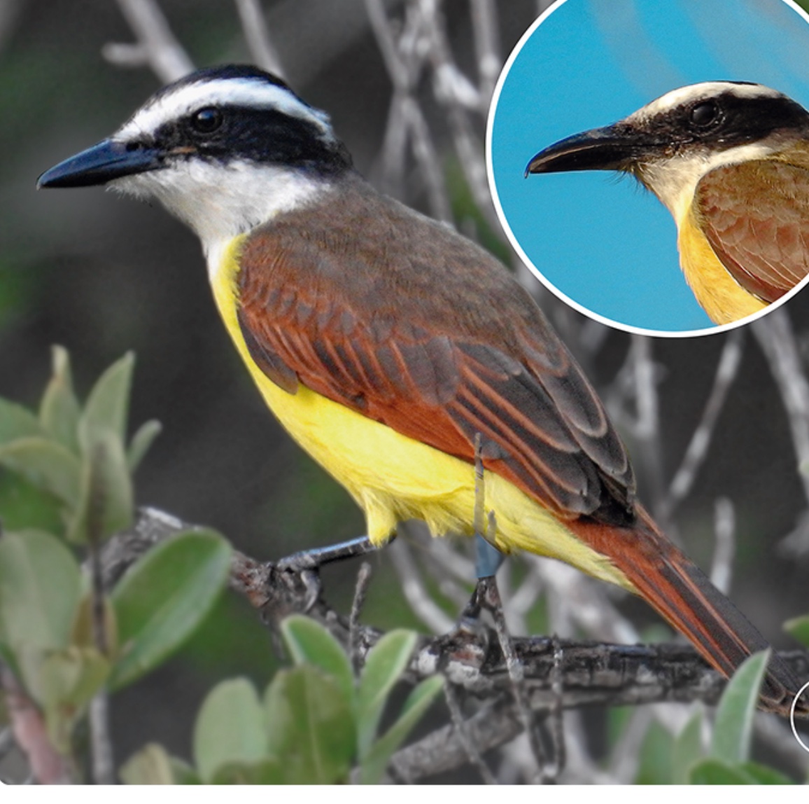 Great kiskadee / Boat-billed flycatcher — Pitangus sulphuratus · Megarynchus pitangua