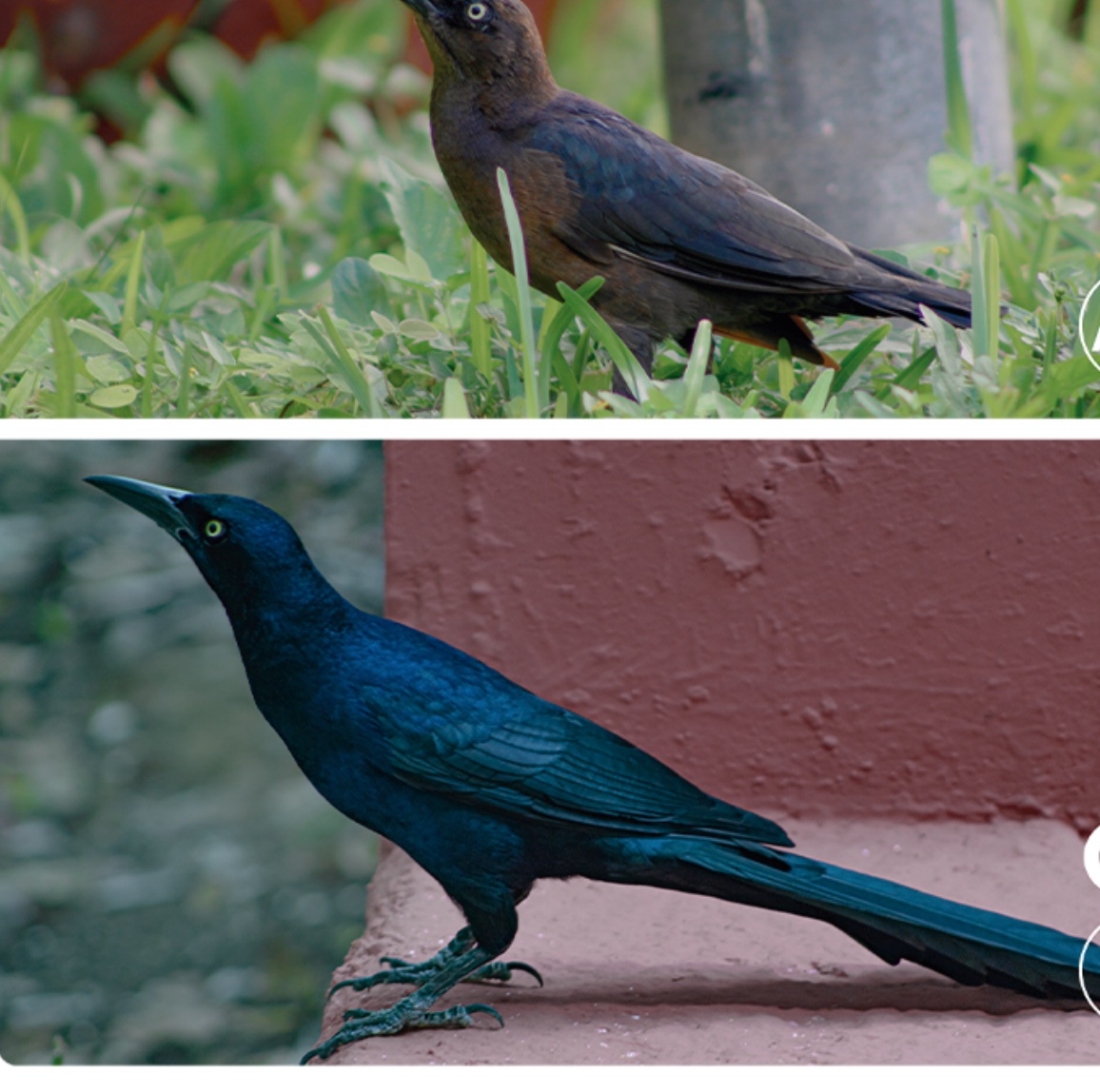 Great-tailed grackle — Quiscalus mexicanus