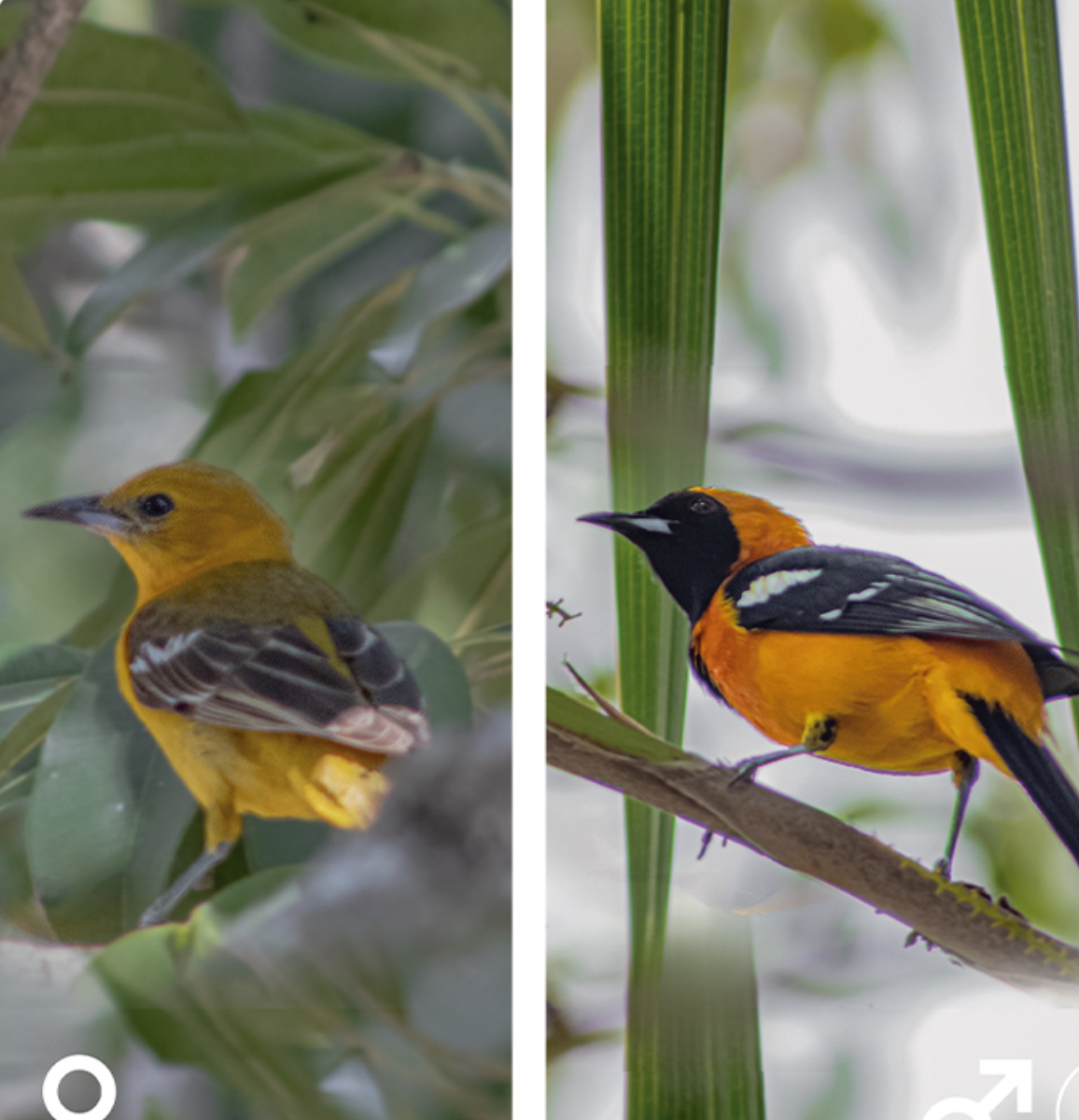 Hooded oriole — Icterus cucullatus