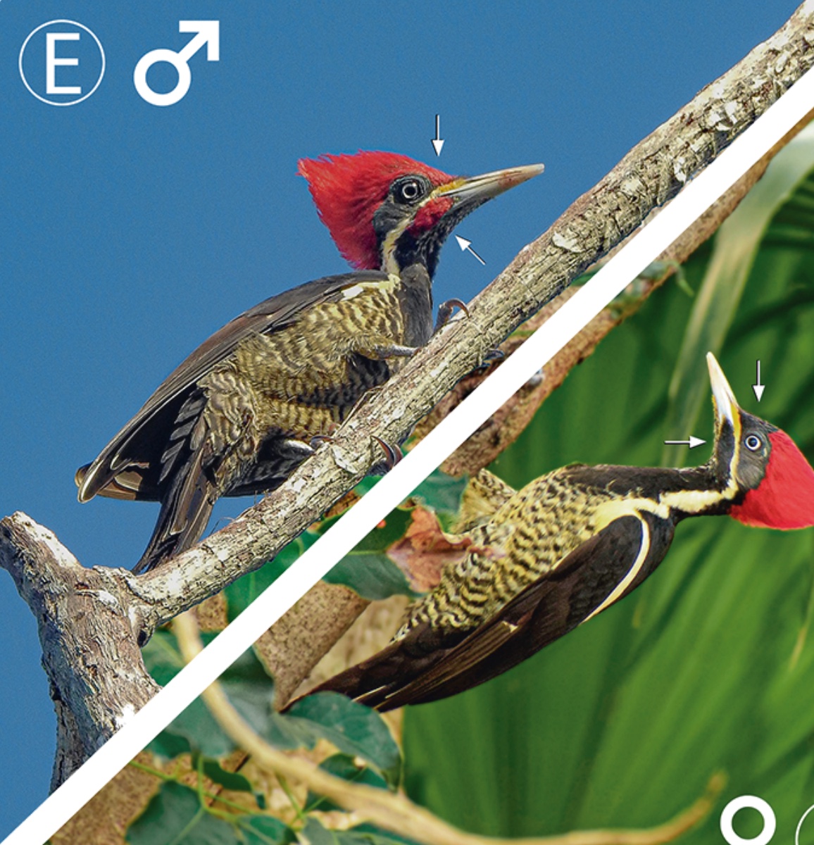 Lineated woodpecker — Dryocopus lineatus