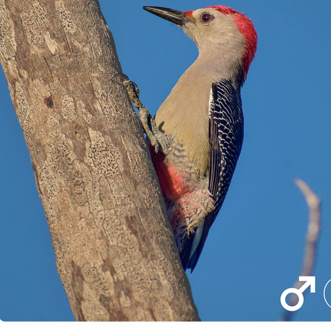 Golden-fronted woodpecker — Melanerpes aurifrons