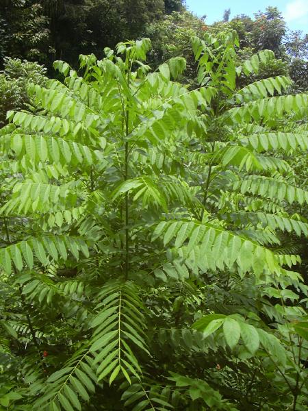Spanish cedar (Cedrela odorata)