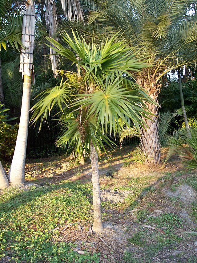 Chit palm (Thrinax radiata)