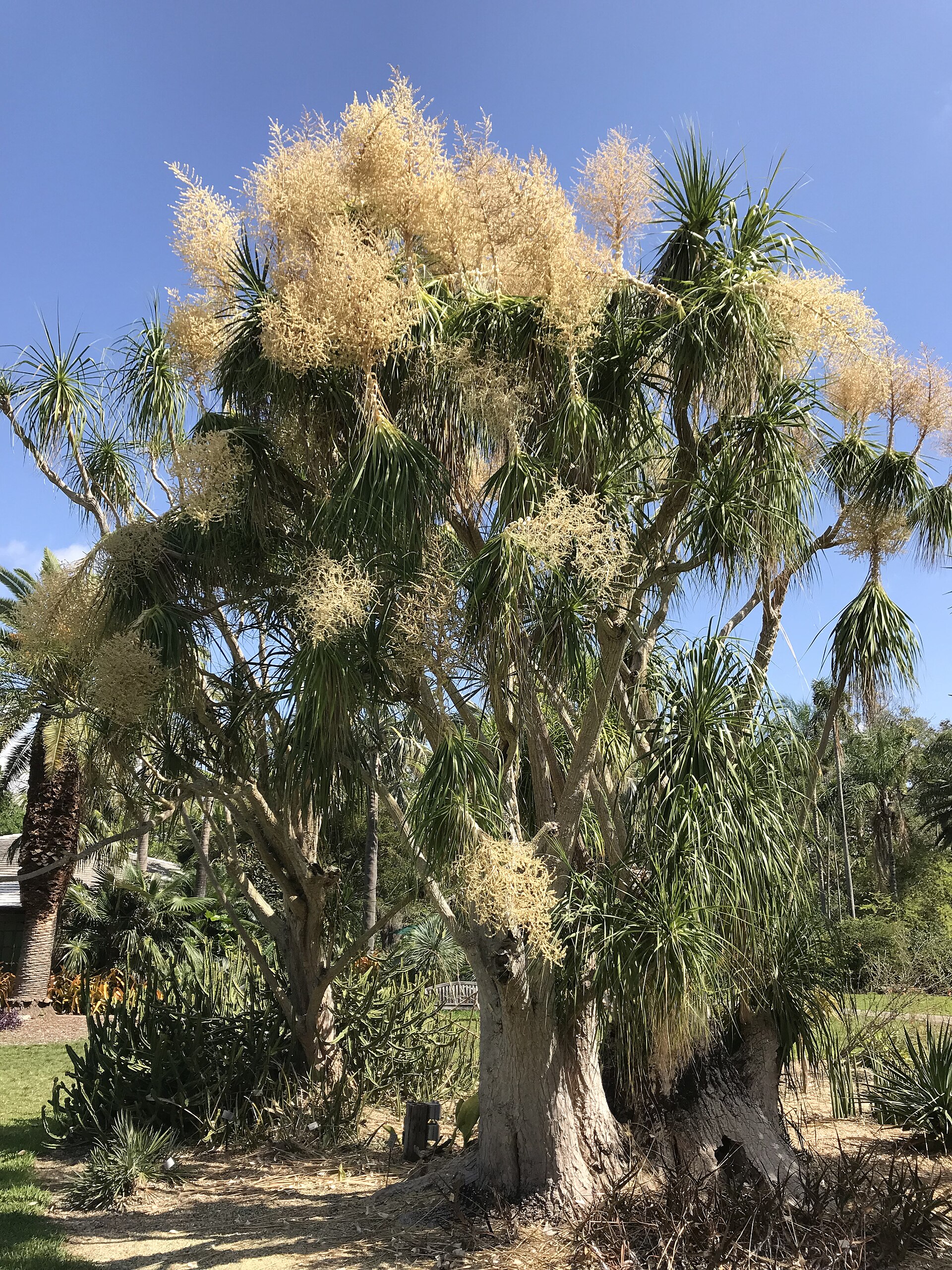 Ponytail palm (despeinada) (Beaucarnea pliabilis)