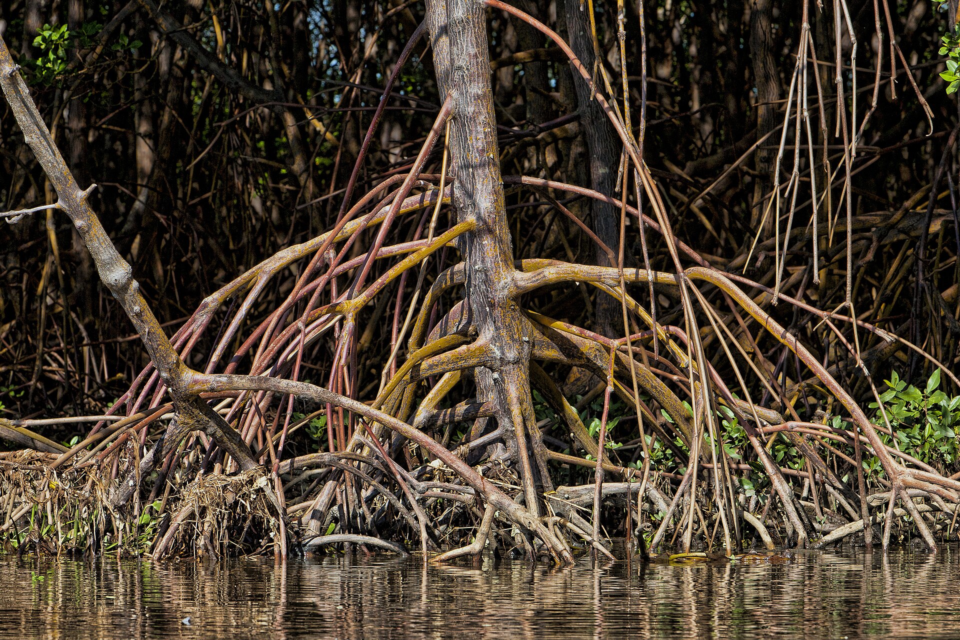 Red mangrove (Rhizophora mangle)