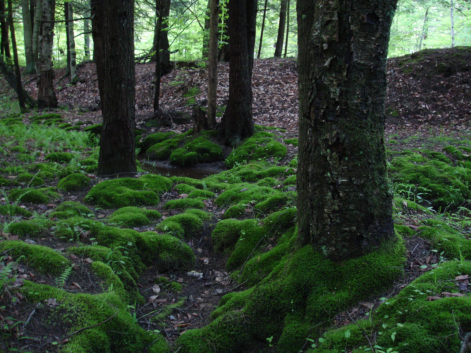 Mosses (Bryophyta)