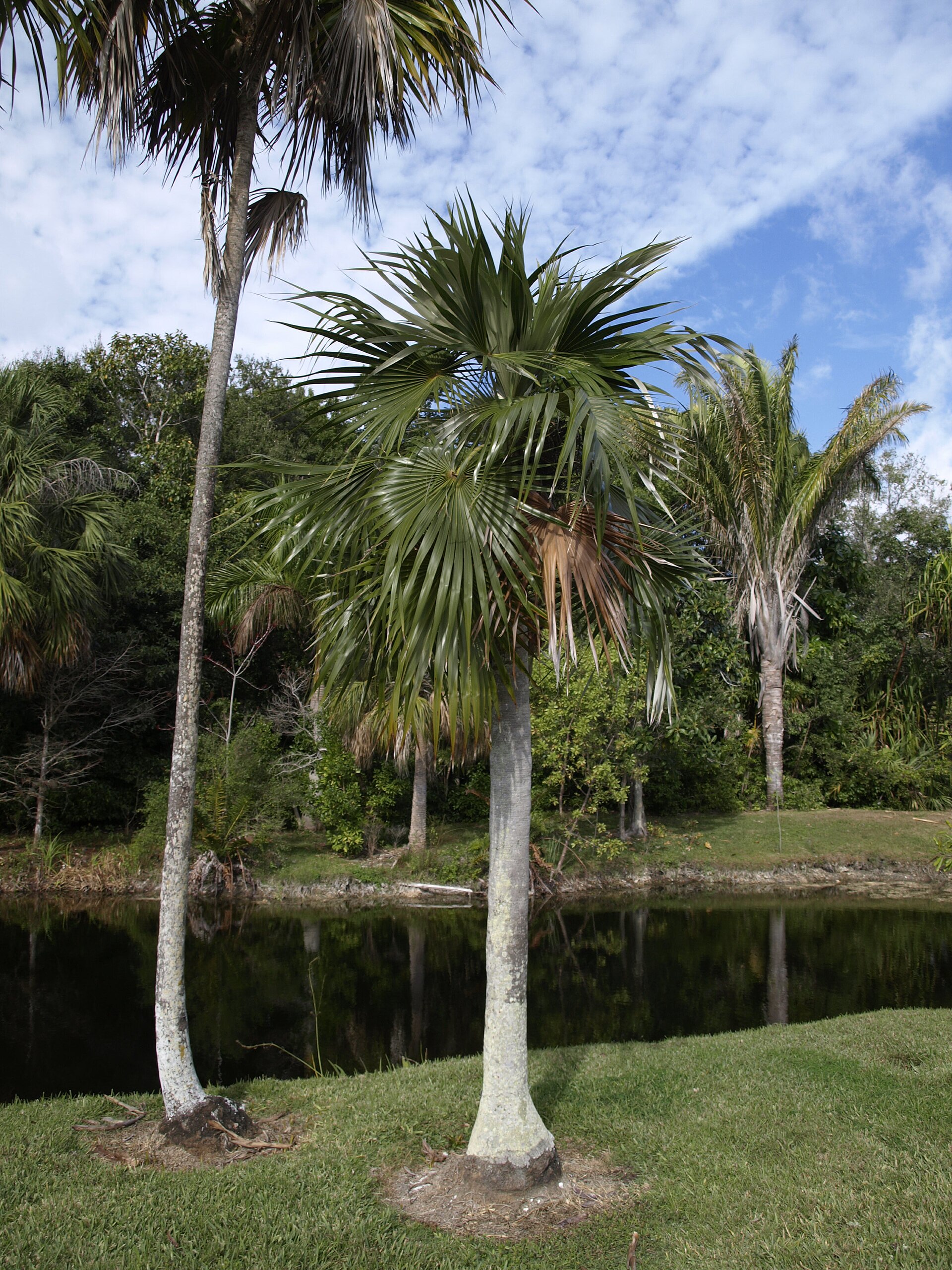 Nakás palm (Coccothrinax readii)