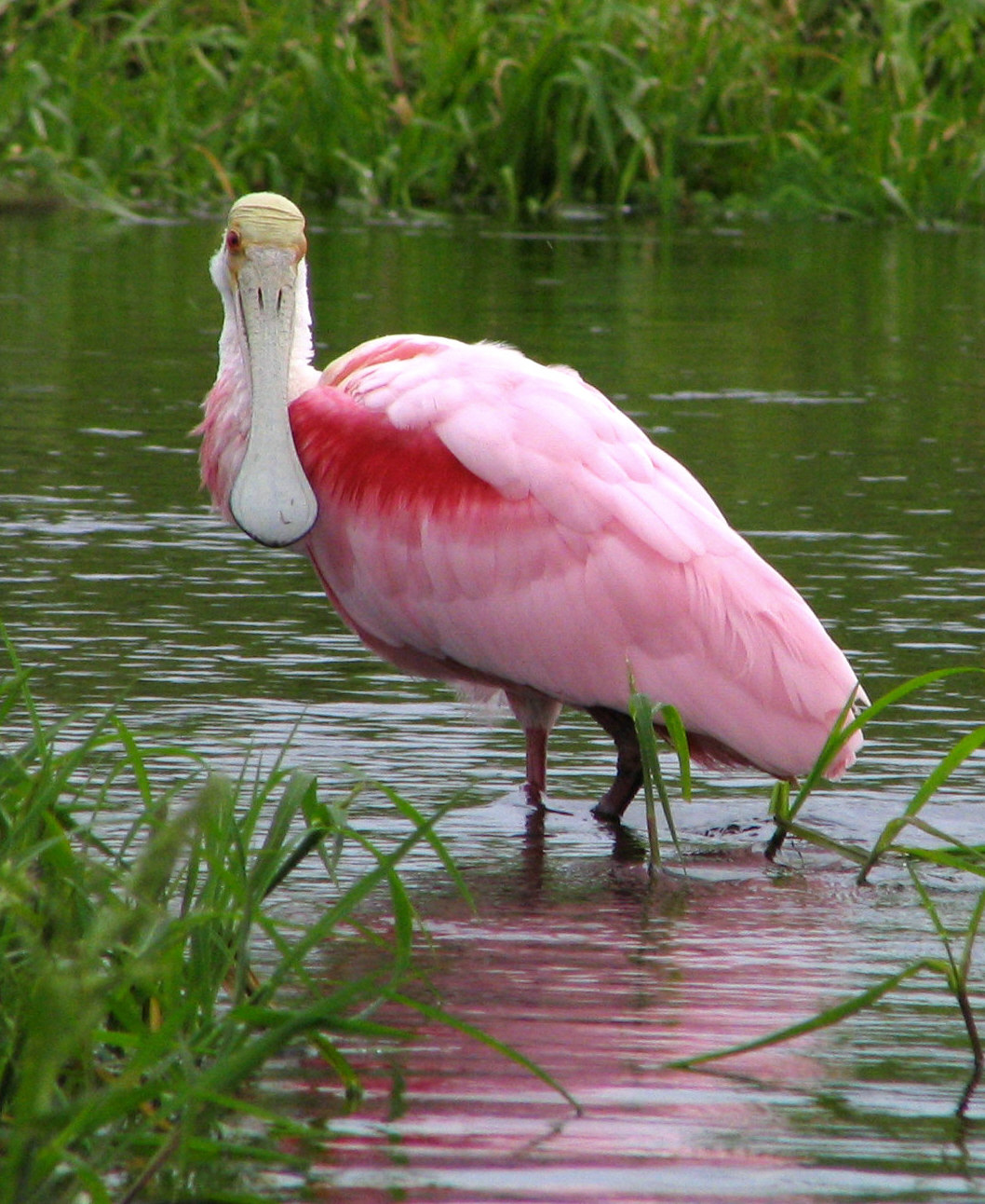 Roseate spoonbill (Platalea ajaja)
