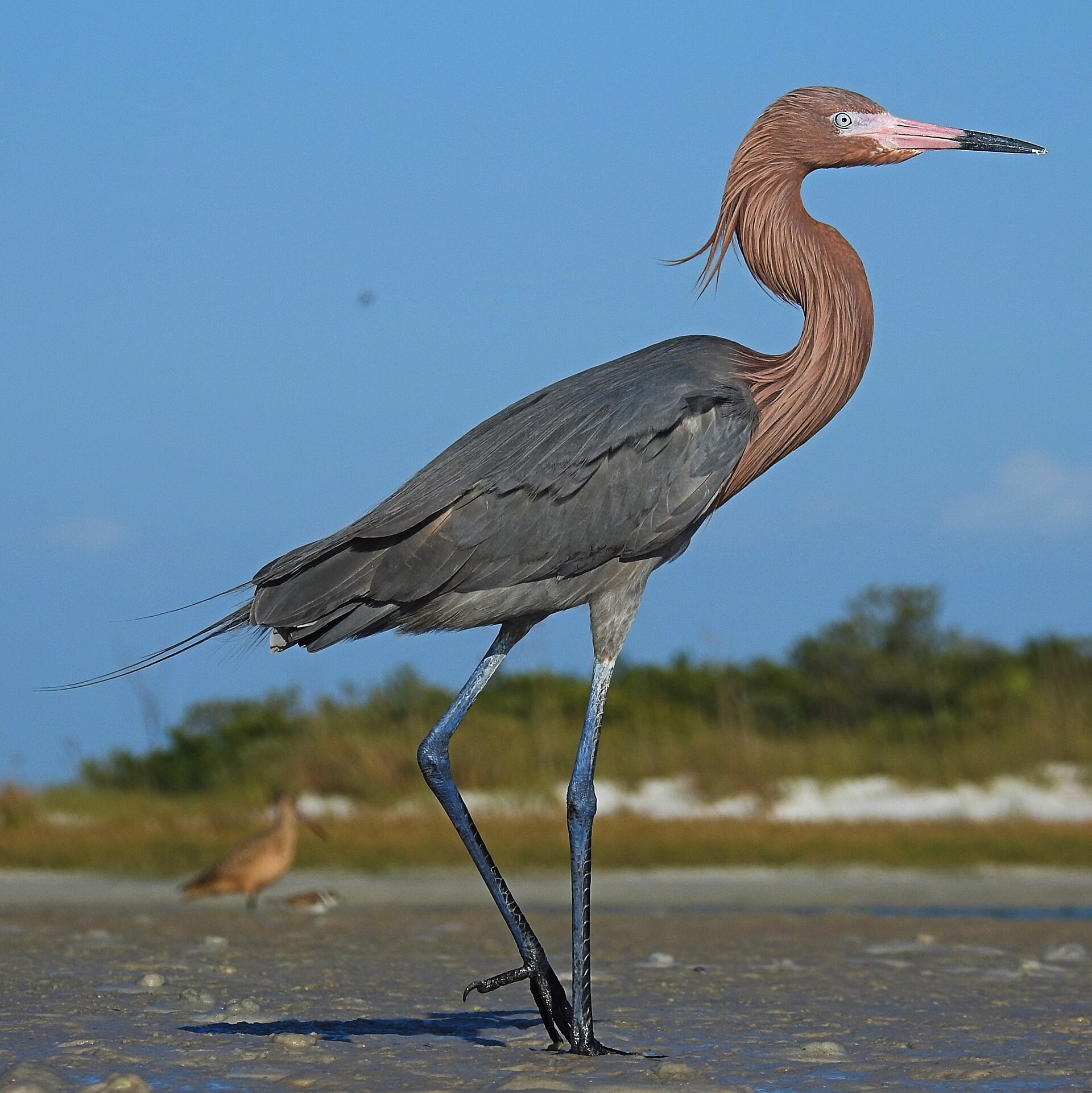 Reddish egret (Egretta rufescens)
