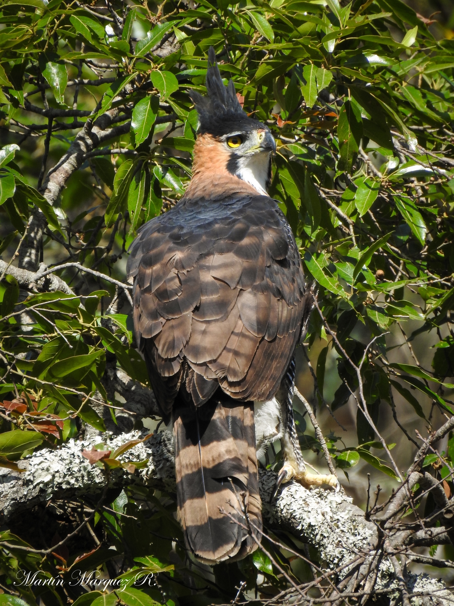 Ornate hawk-eagle (Spizaetus ornatus)