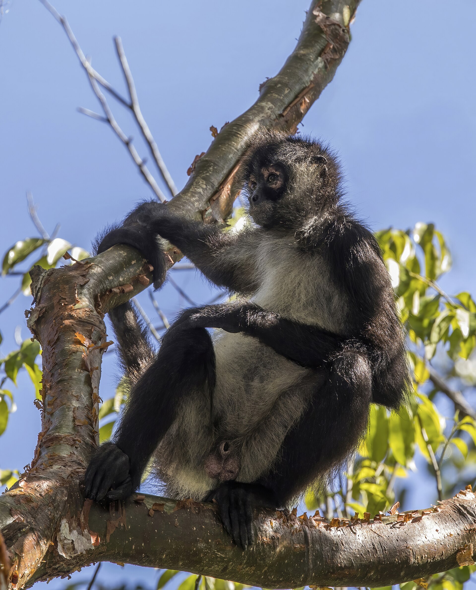 Spider monkey (Ateles geoffroyi)