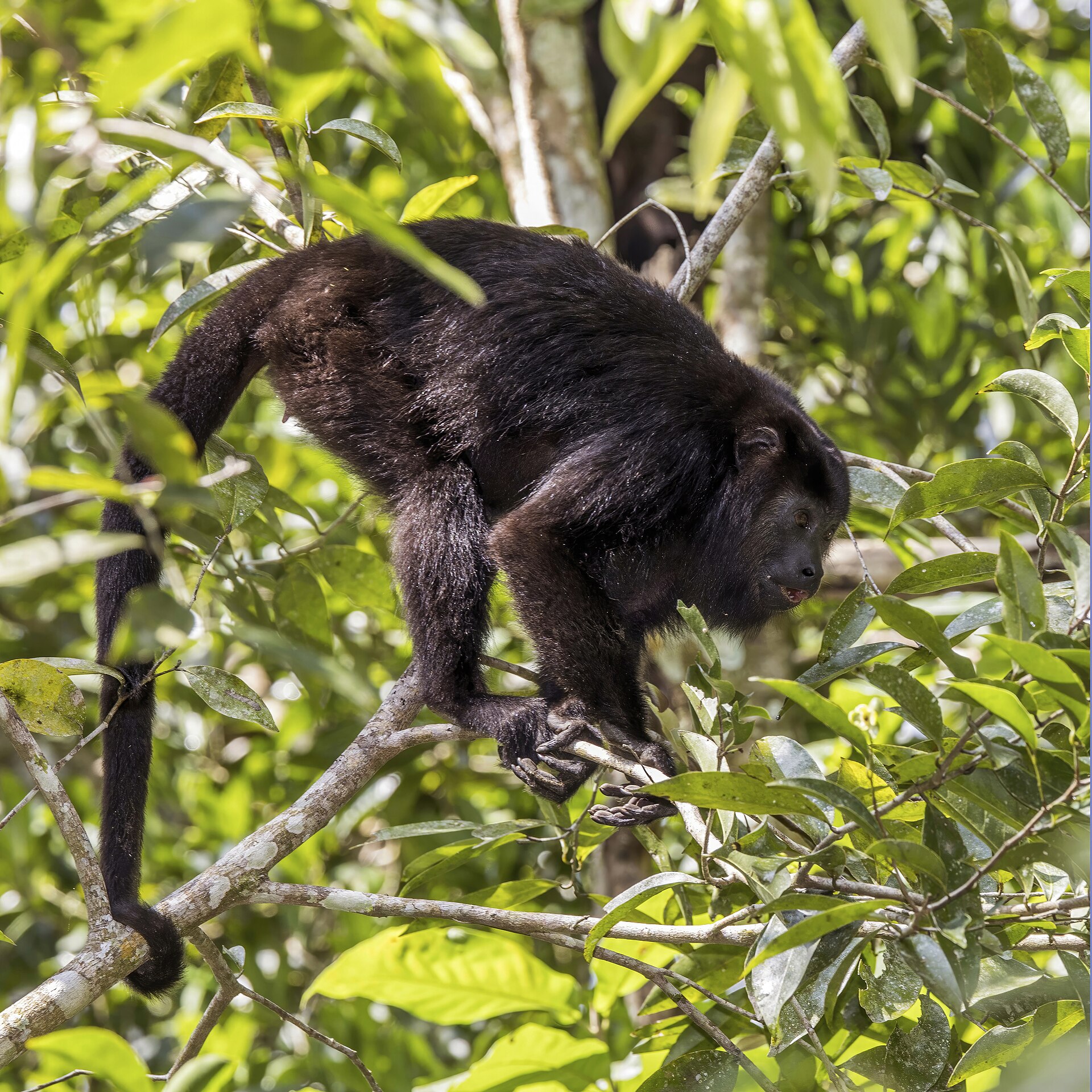 Howler monkey (Alouatta pigra)