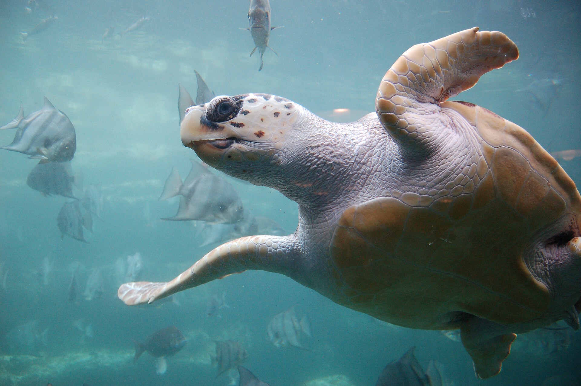 Loggerhead (Caretta caretta)
