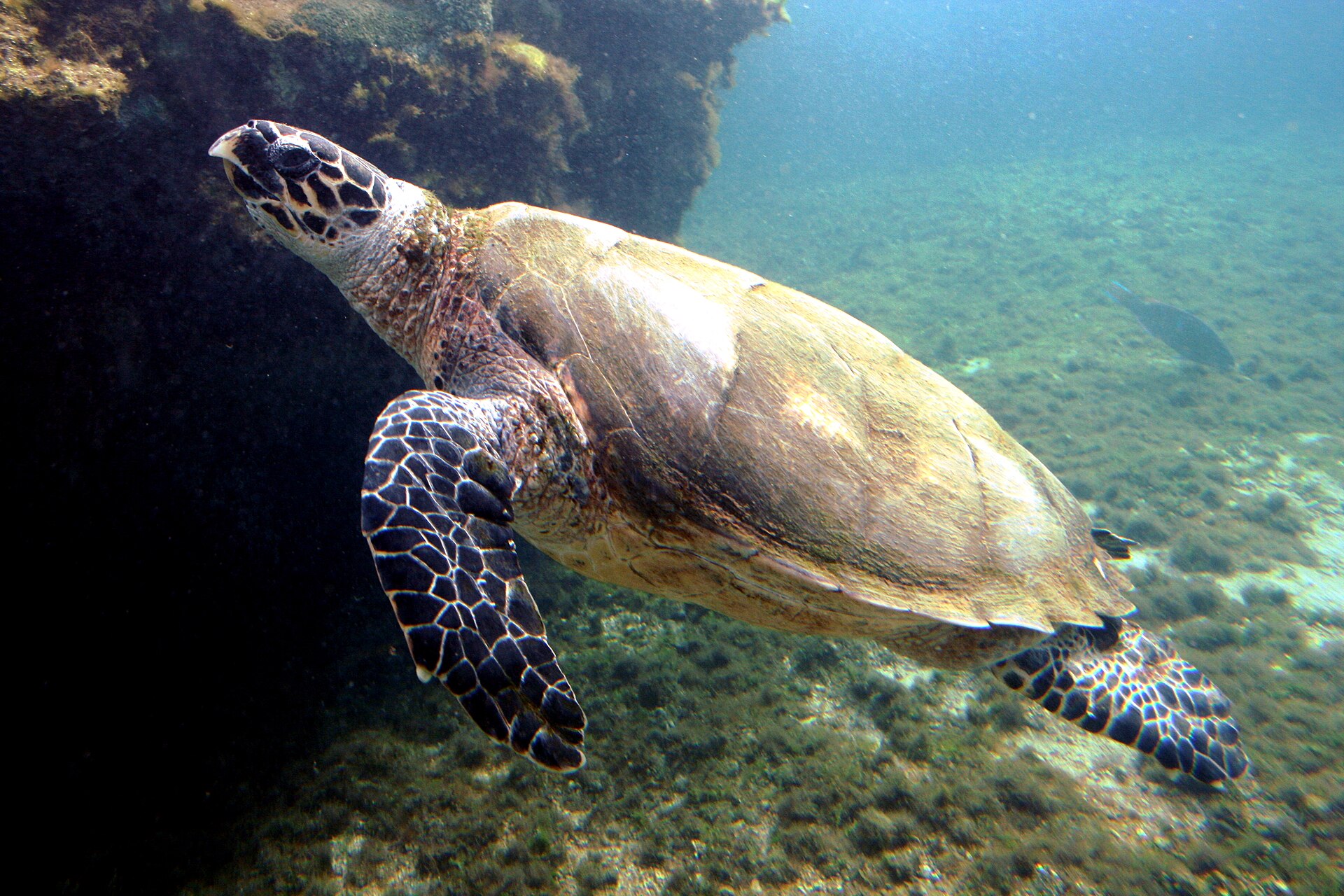 Hawksbill (Eretmochelys imbricata)