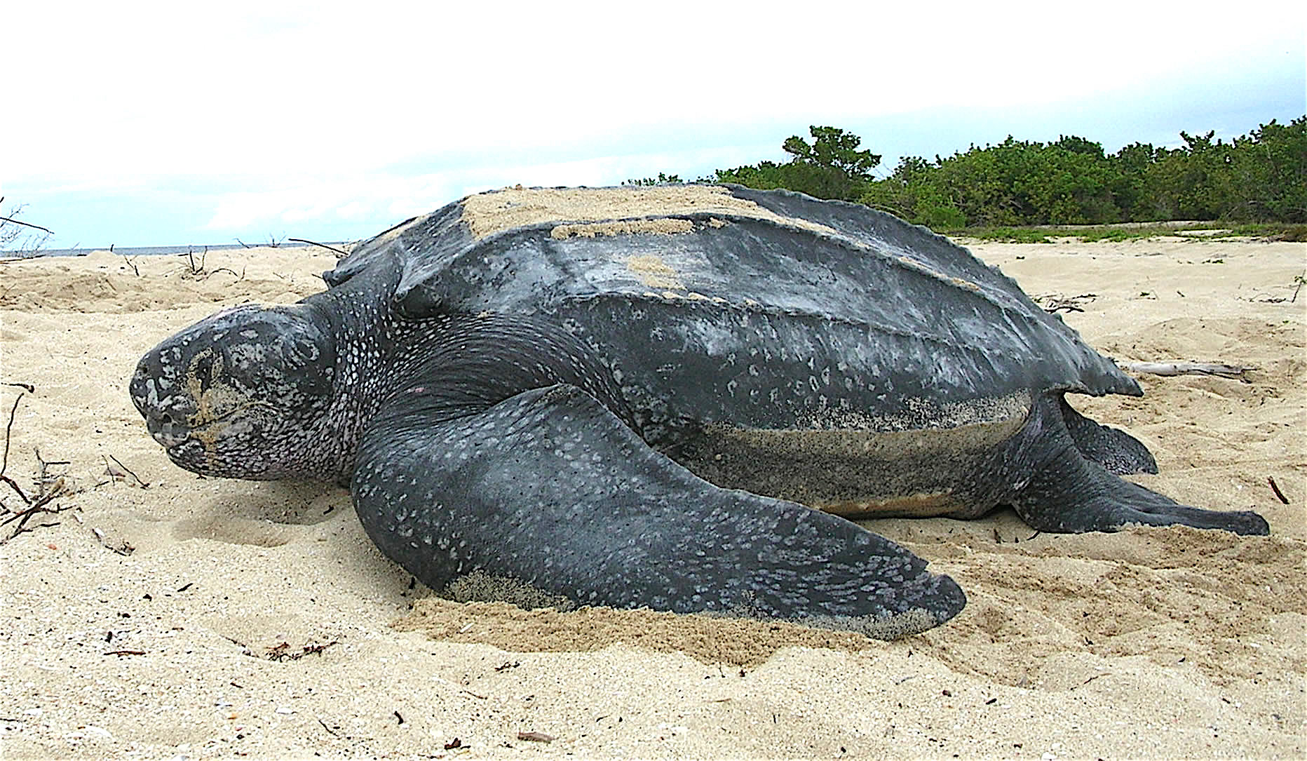 Leatherback (Dermochelys coriacea)