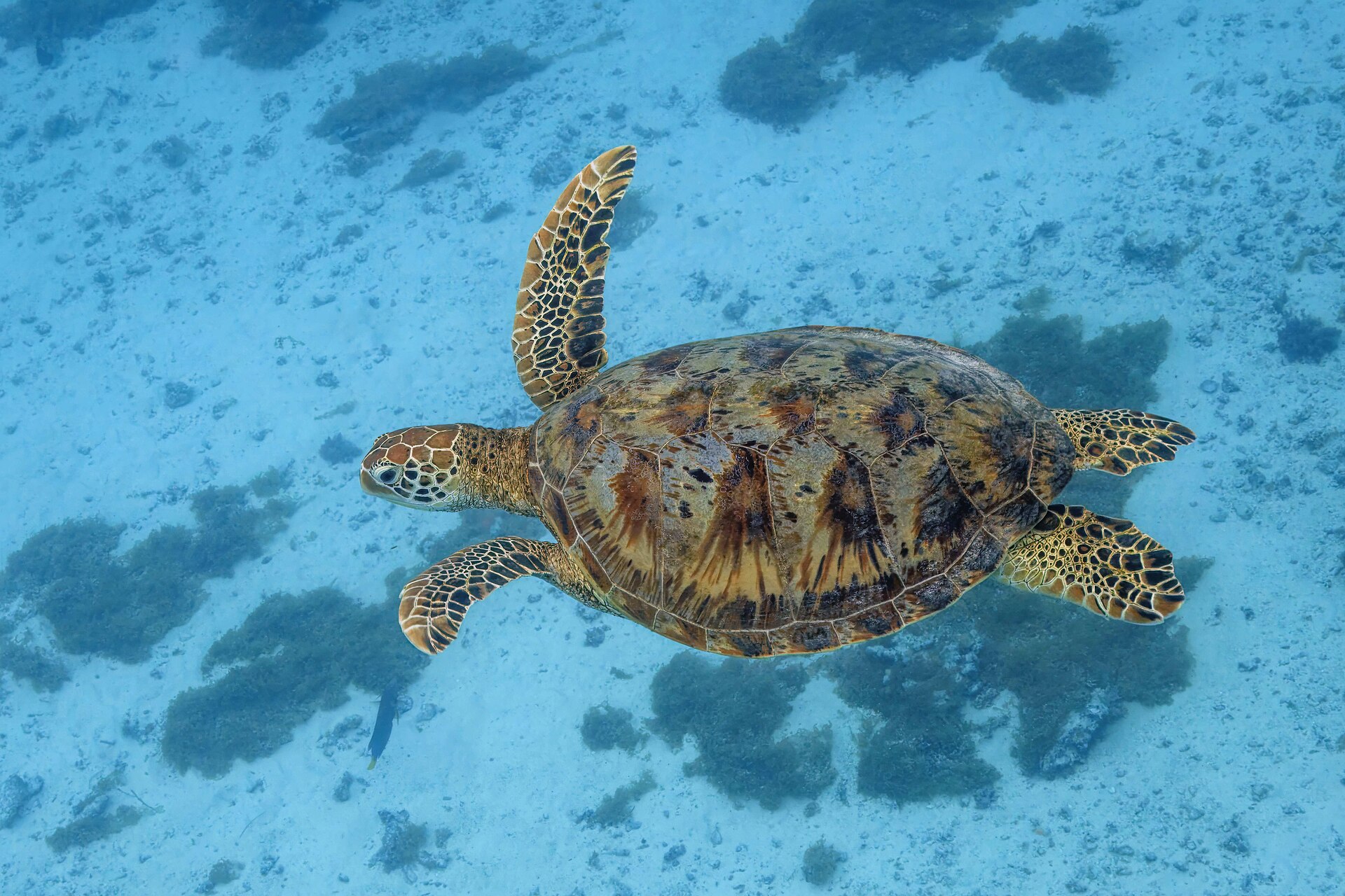 Green turtle (Chelonia mydas)